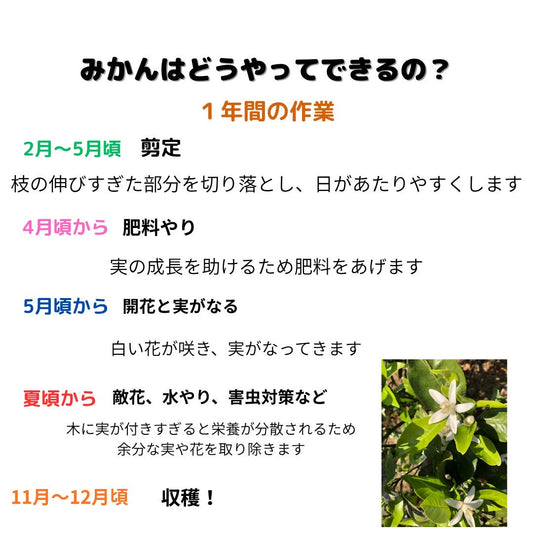 みかんができるまで